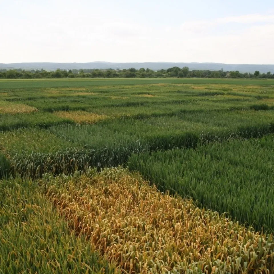 Weizen stark vom Wetter beeinflusst