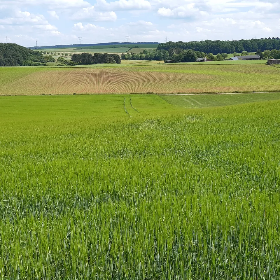 Glyphosat: Rechtssicherheit statt nationale Sonderwege