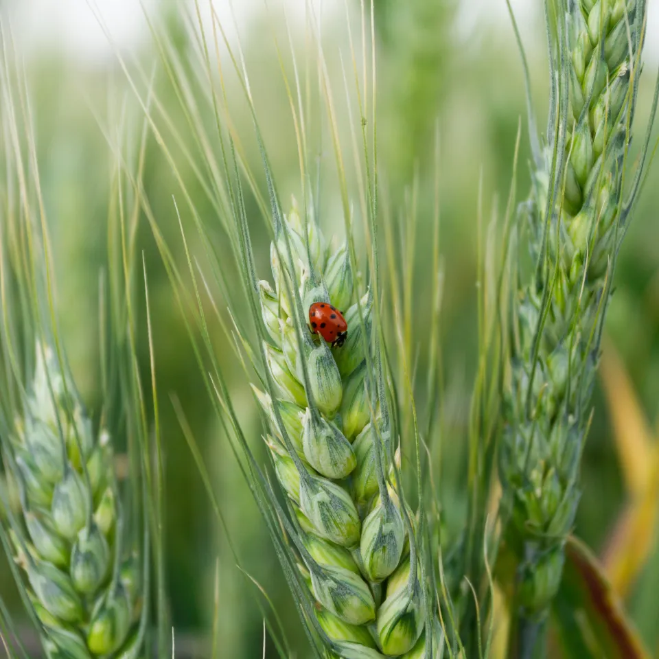 Verbände-Aufruf für modernen Pflanzenschutz der Zukunft