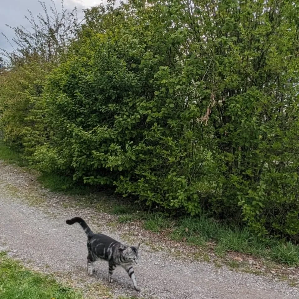Heimische Gehölze im naturnahen Garten