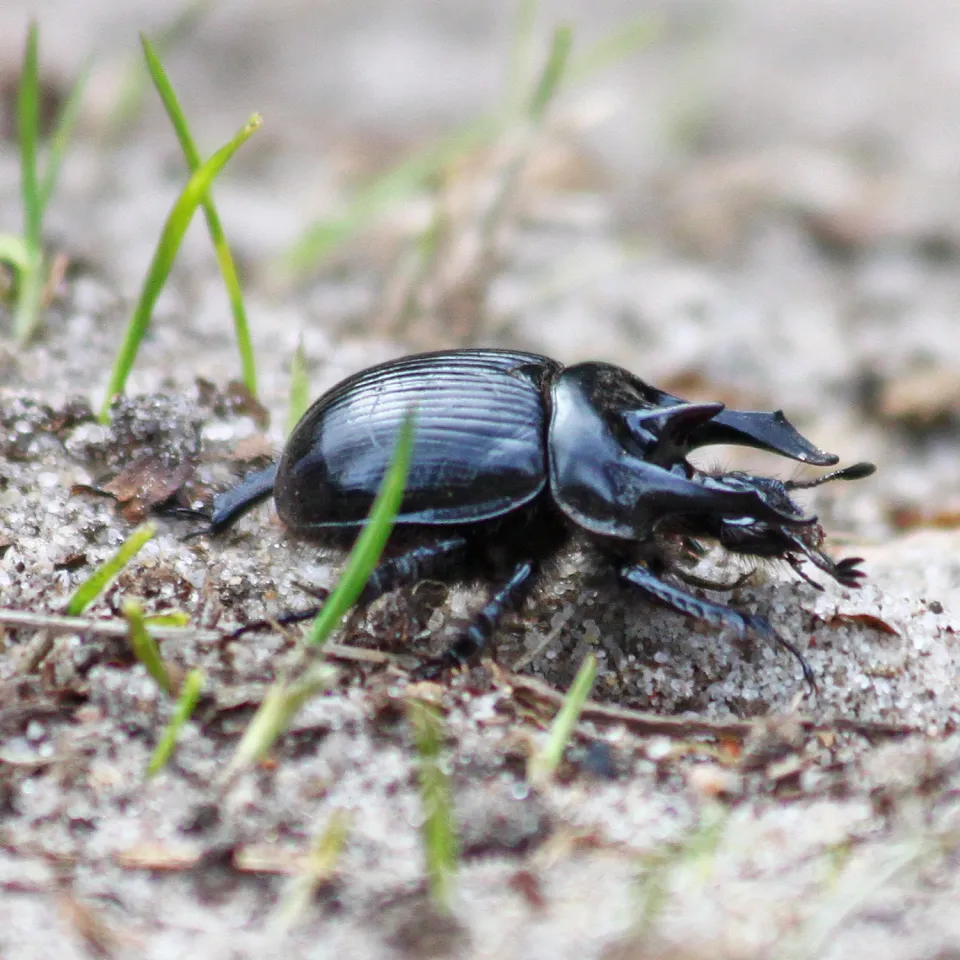 Der Stierkäfer ist Insekt des Jahres 2024