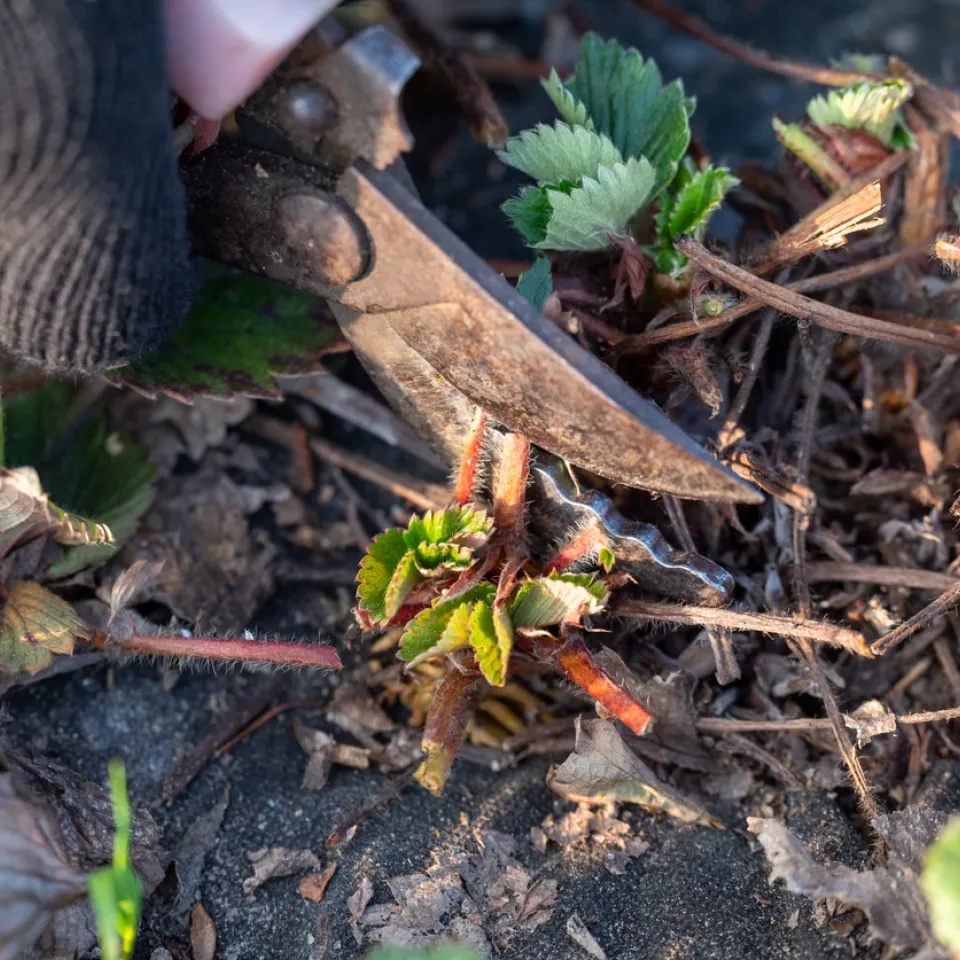 Erdbeeren fit für den Winter machen