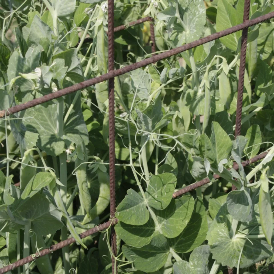 Selbsterntegärten fördern Verständnis