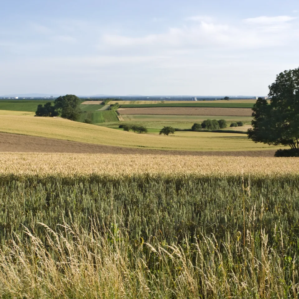 IVA: Pflanzenbau der Zukunft braucht Innovationen