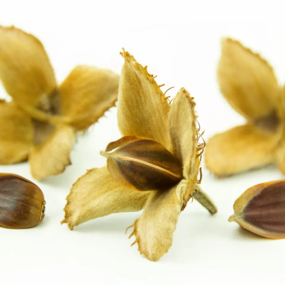 Bucheckern: Teure Delikatesse aus dem Wald