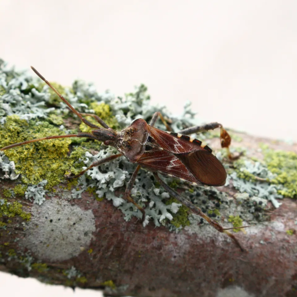 Unerwünschte Herbstgäste in der Wohnung