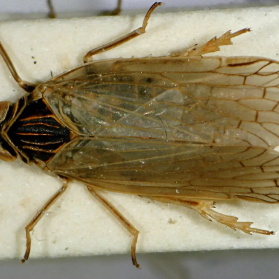 IVA: Schilf-Glasflügelzikade ist ernste Bedrohung für unsere Versorgungssicherheit