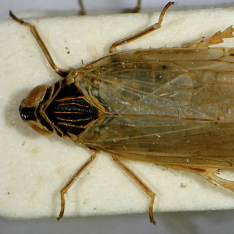 IVA: Schilf-Glasflügelzikade ist ernste Bedrohung für unsere Versorgungssicherheit