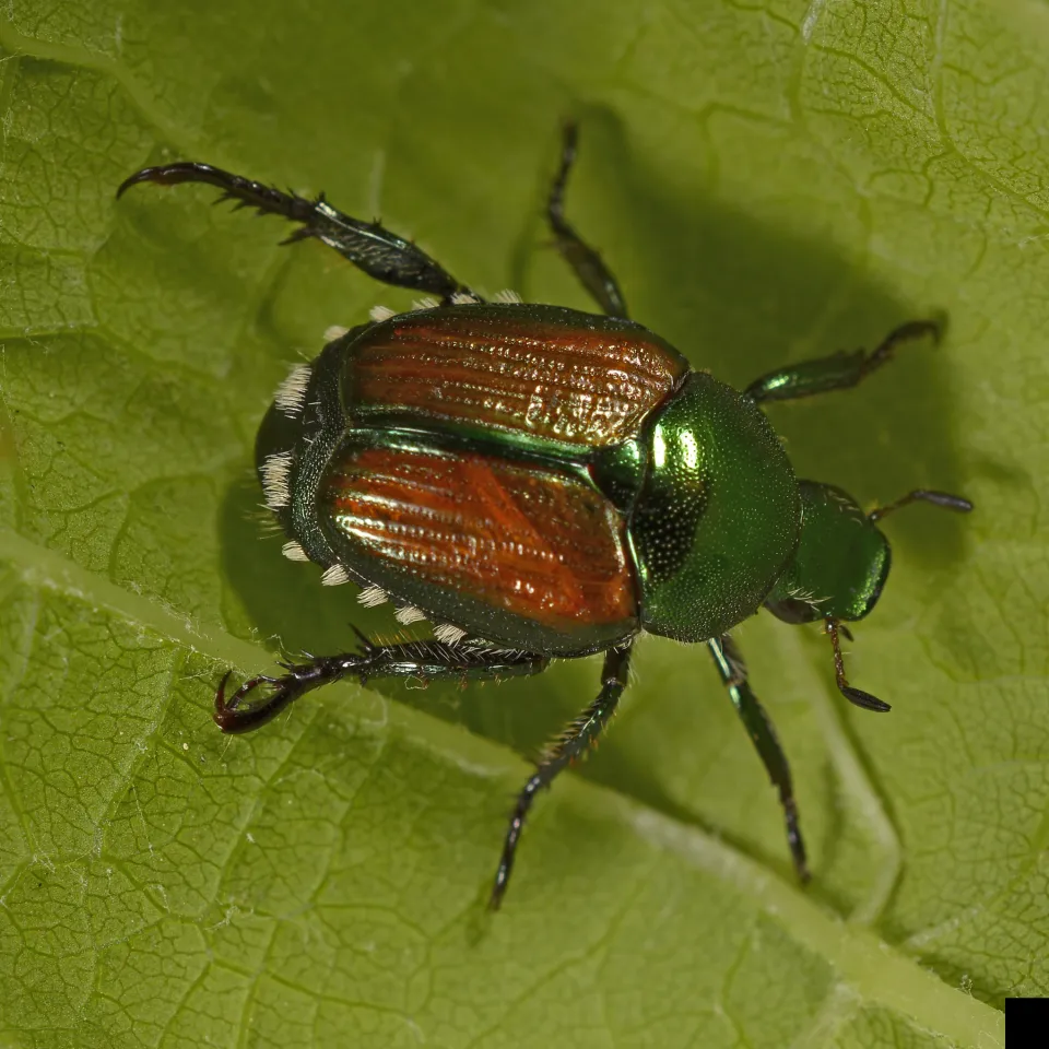 Neue Schädlinge in Landwirtschaft und Garten