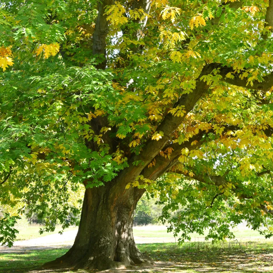 Baum des Jahres 2025: Die Rot-Eiche
