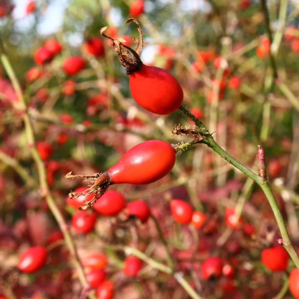 Ziergehölze: Fruchtschmuck für Mensch und Tier