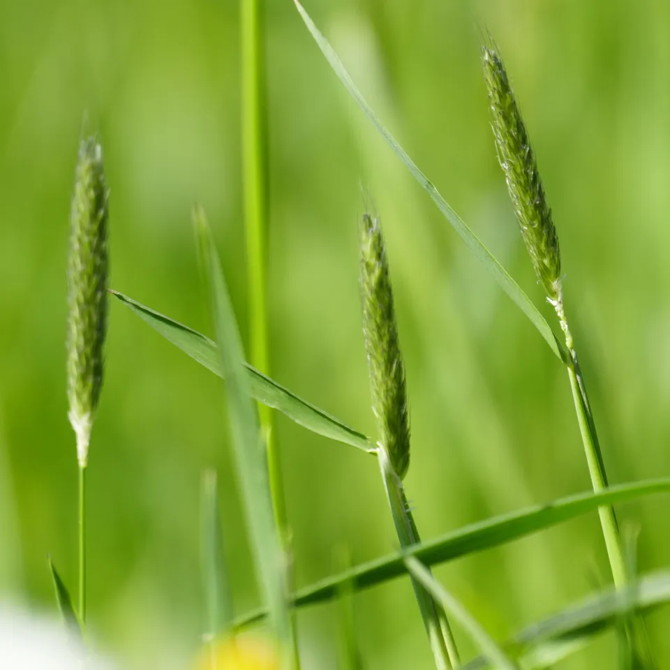 Nationale Sonderwege im Pflanzenschutz: Wettbewerbsnachteil für deutsche Landwirte