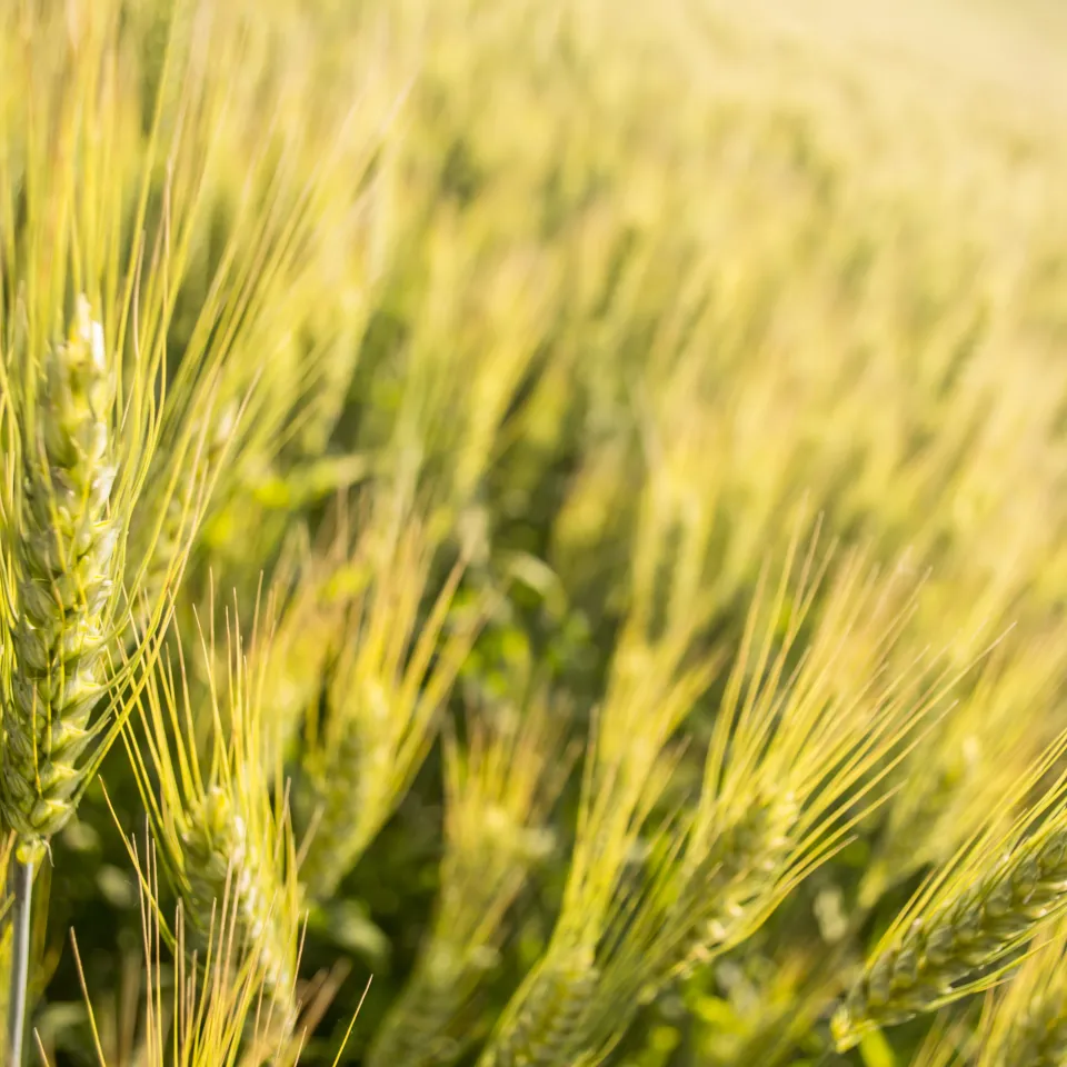 385 Millionen Pestizidvergiftungen? Ein Schauermärchen ohne Substanz