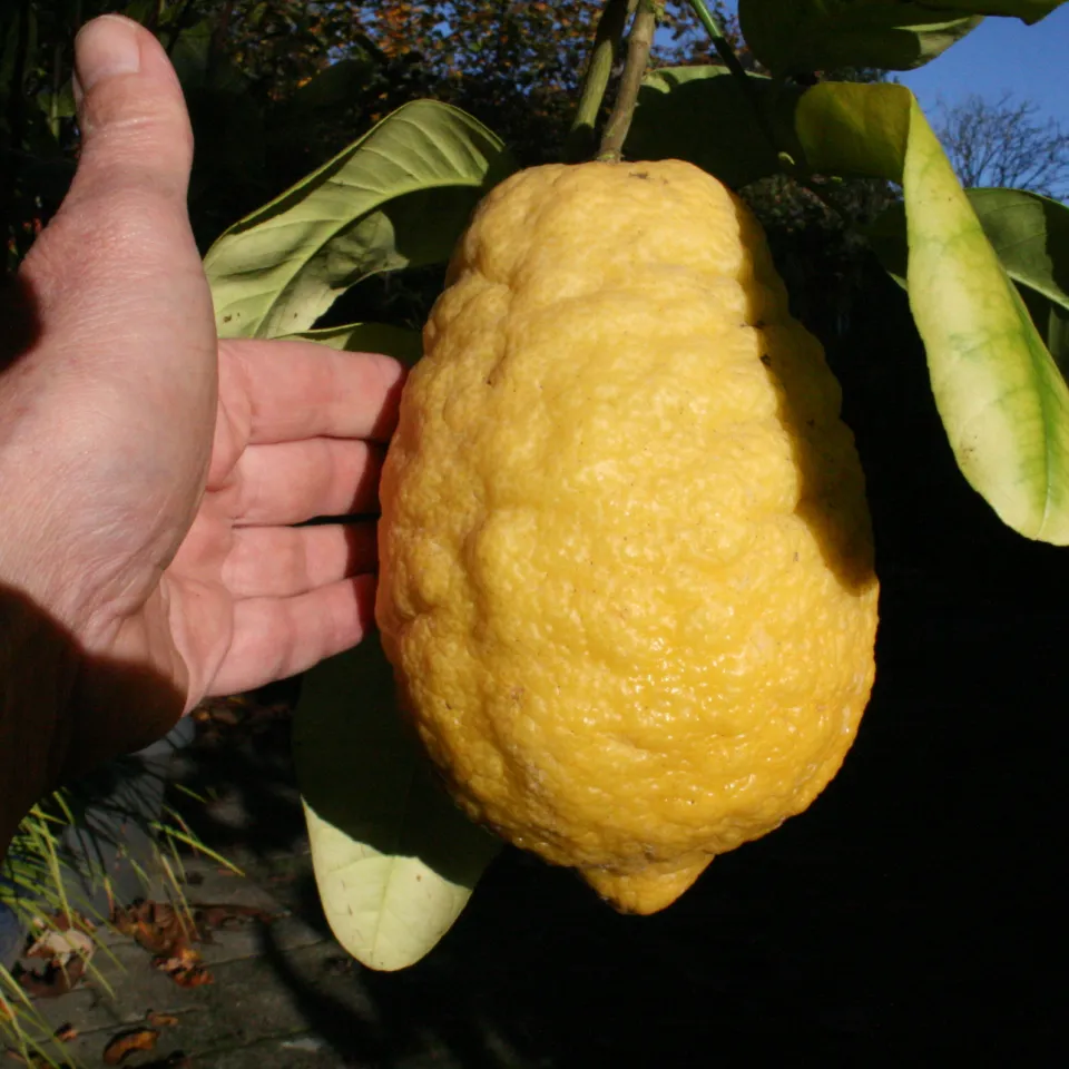 Die Zitronatzitrone: eine besondere Kostbarkeit
