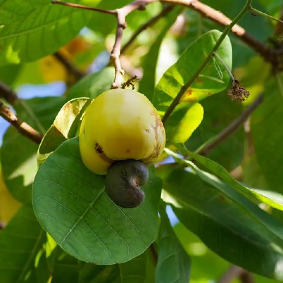 Der Cashewbaum ist "Giftpflanze des Jahres 2025"