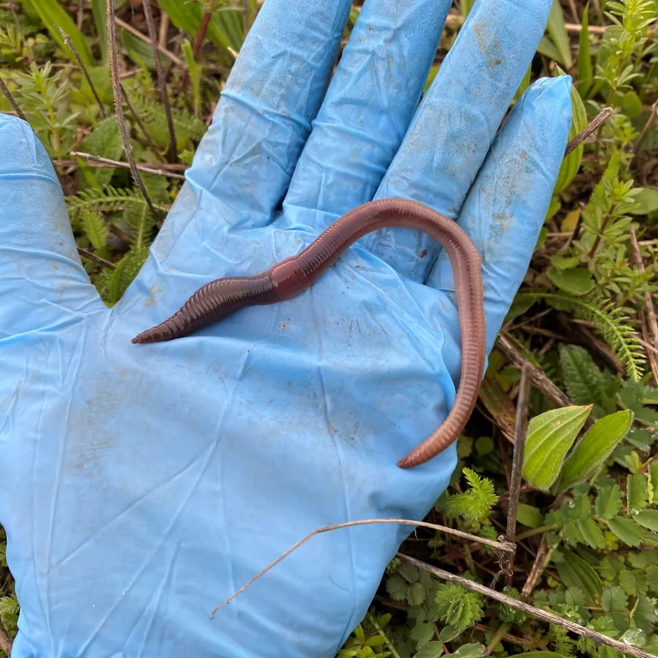 Regenwürmer mögen Blühstreifen