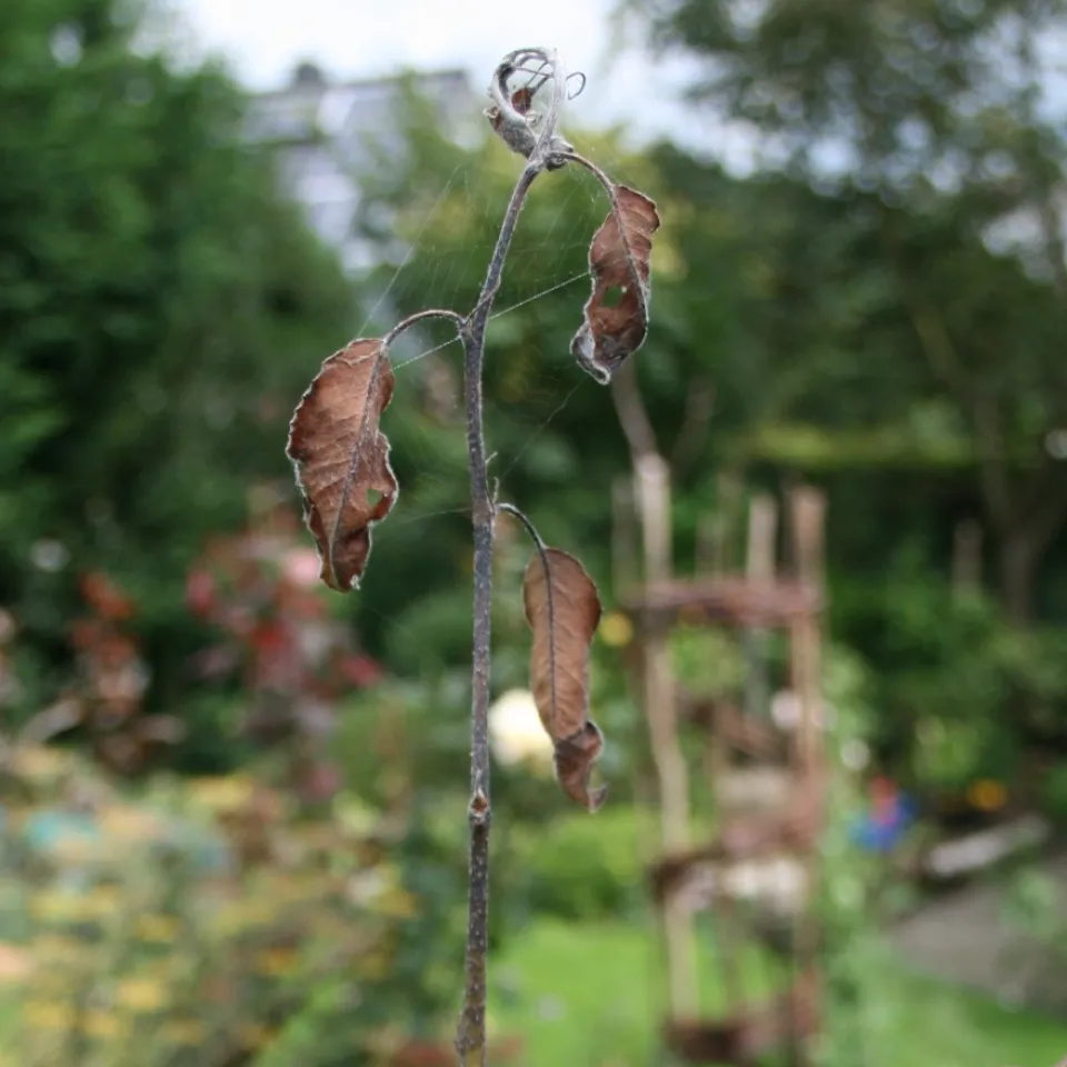 Ast -und Triebsterben am Apfelbaum