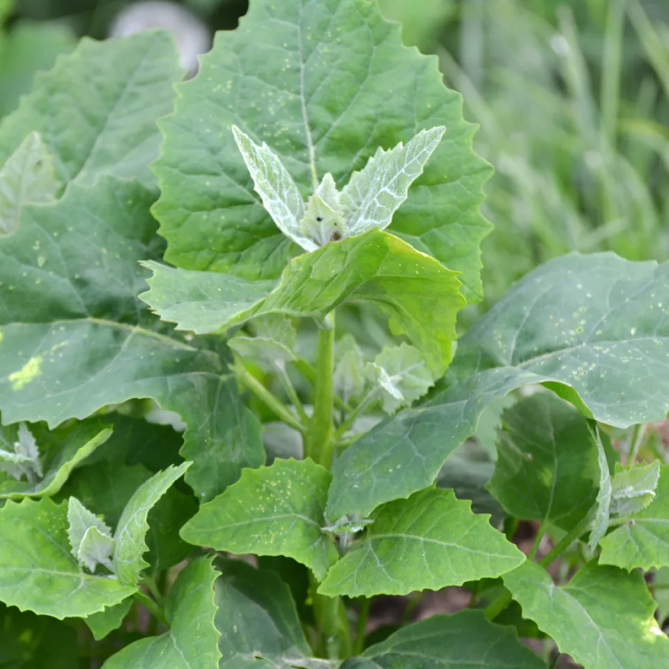 Gartenmelde: Früher Gemüse, jetzt Unkraut