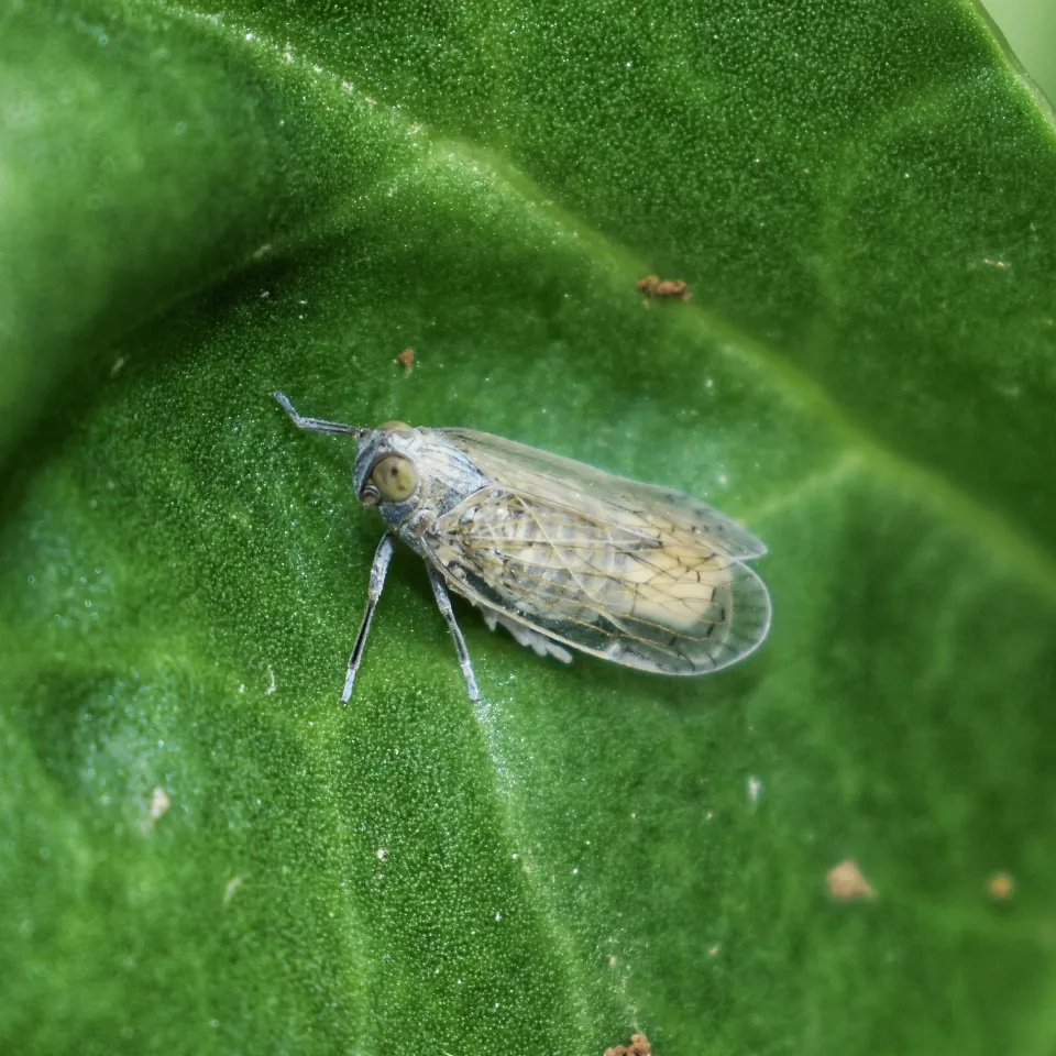 Insektentolerante Pflanzensorten als Lösung im Ackerbau
