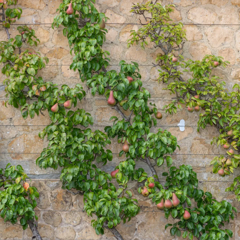 Spalierobst – perfekt für kleine Gärten