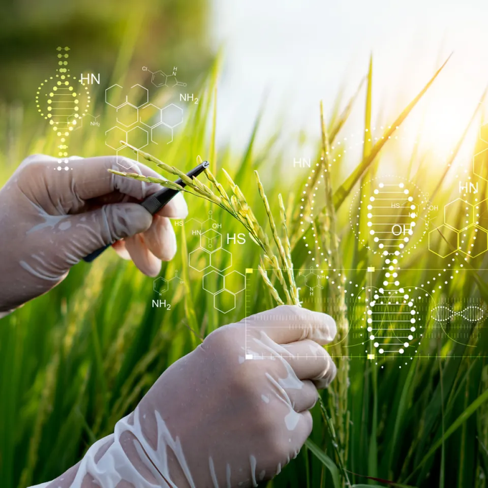 Reis: Demnächst ein maßgeschneidertes Lebensmittel?