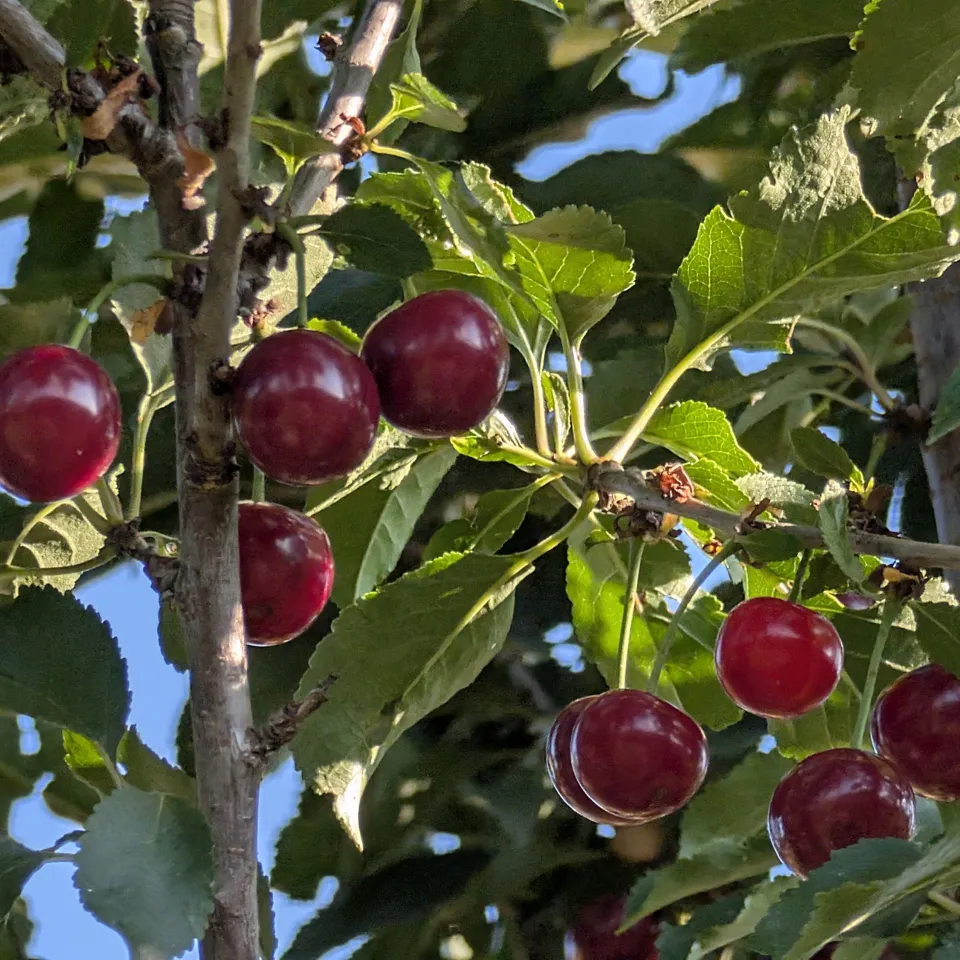 2025 ist gut Kirschen essen