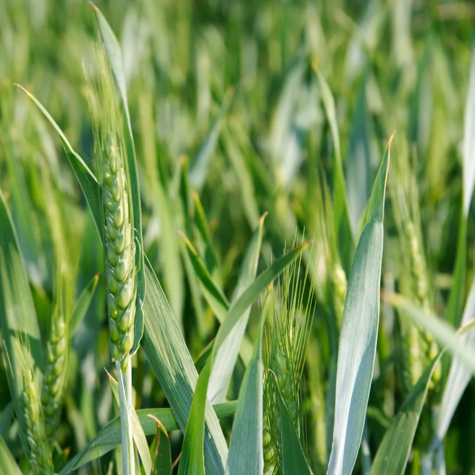 "Zulassungsverfahren jetzt modernisieren!"