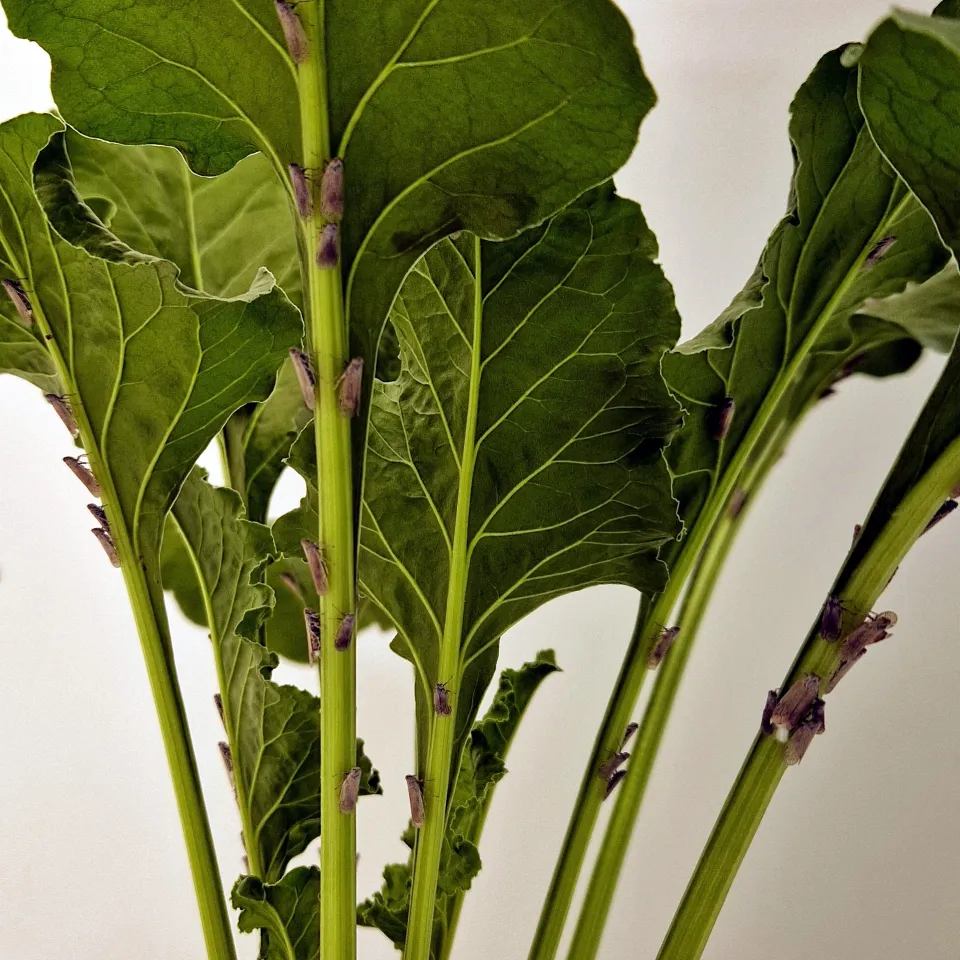 Schilf-Glasflügelzikade: Wie bekommt man den Schädling von den Pflanzen weg?