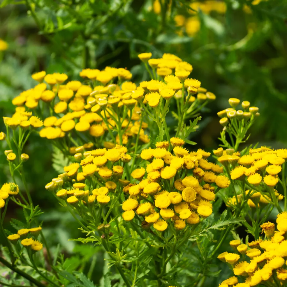 Gewöhnlicher Rainfarn