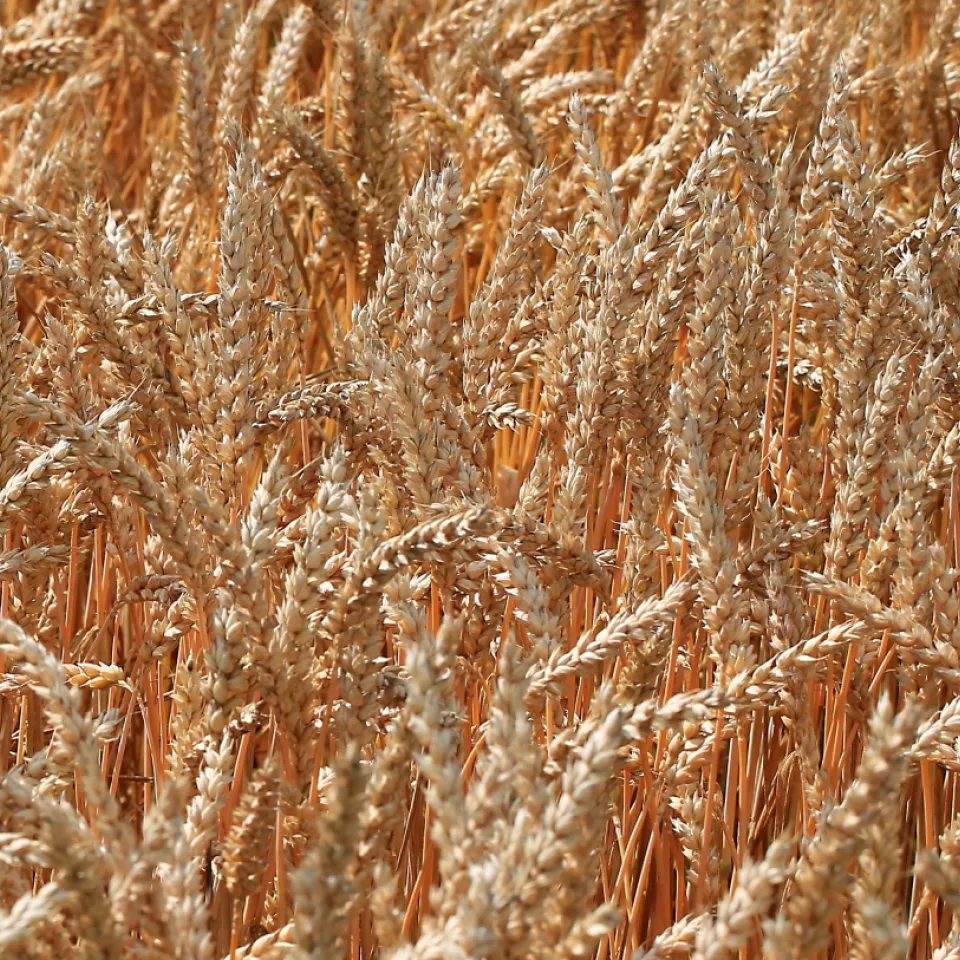 Tag des Weizens am 11. August