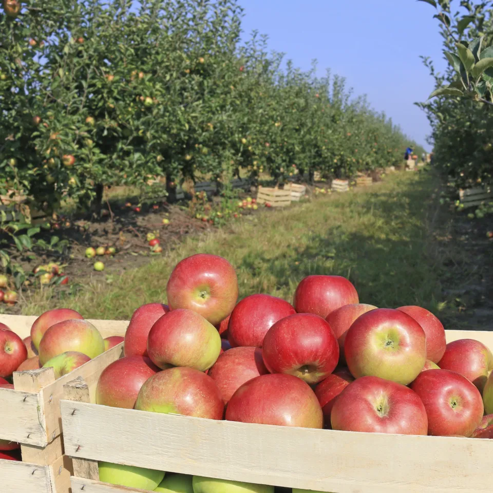 Ernährungssicherung: Heimischer Anbau immer mehr unter Druck