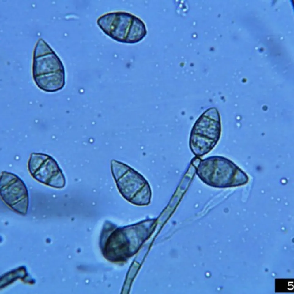 Pilze lügen Pflanzen an