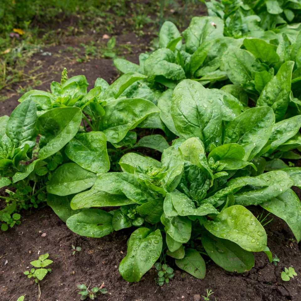 Herbstliche Gemüsebeete