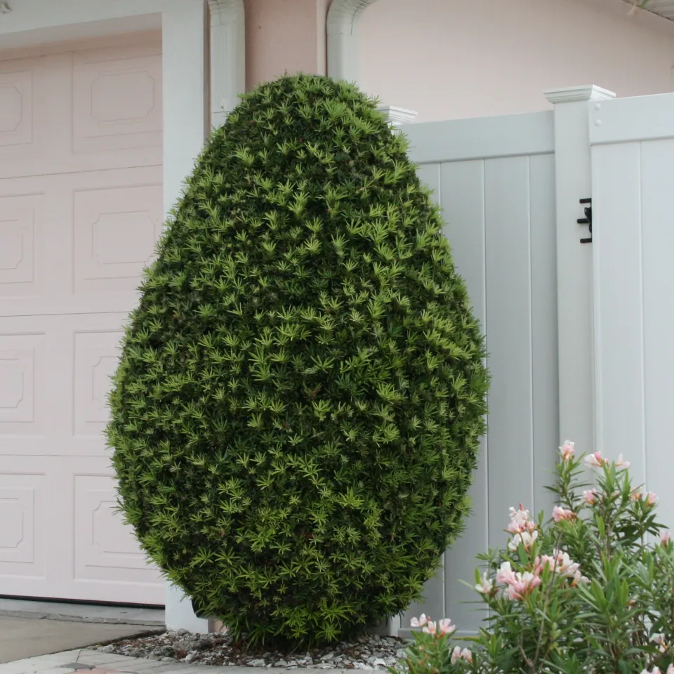 Steineiben und der Klimawandel