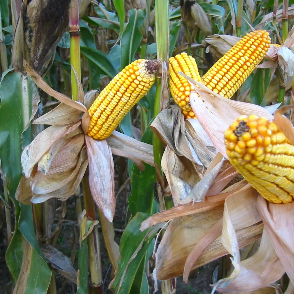 Silomais: Schmeckt Rindern und Bakterien