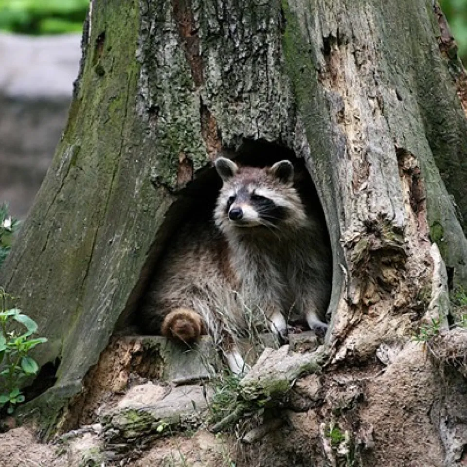 Gekommen, um zu bleiben