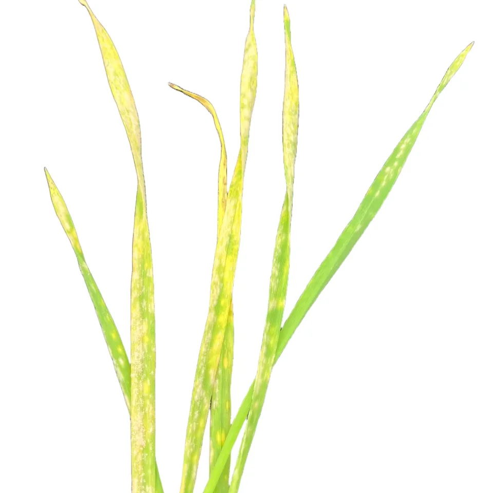 Eine Blaupause für pilzresistentes Getreide