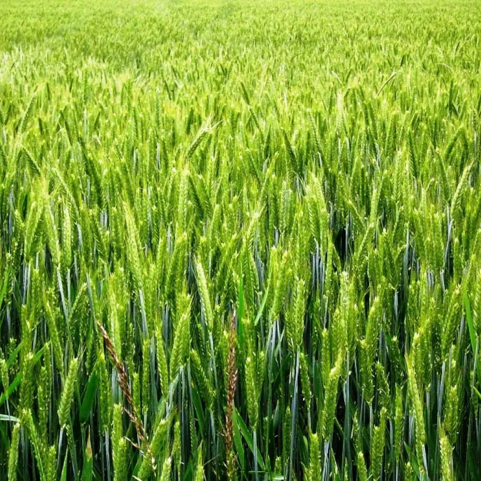 187.291 Quadratkilometer Landwirtschaft