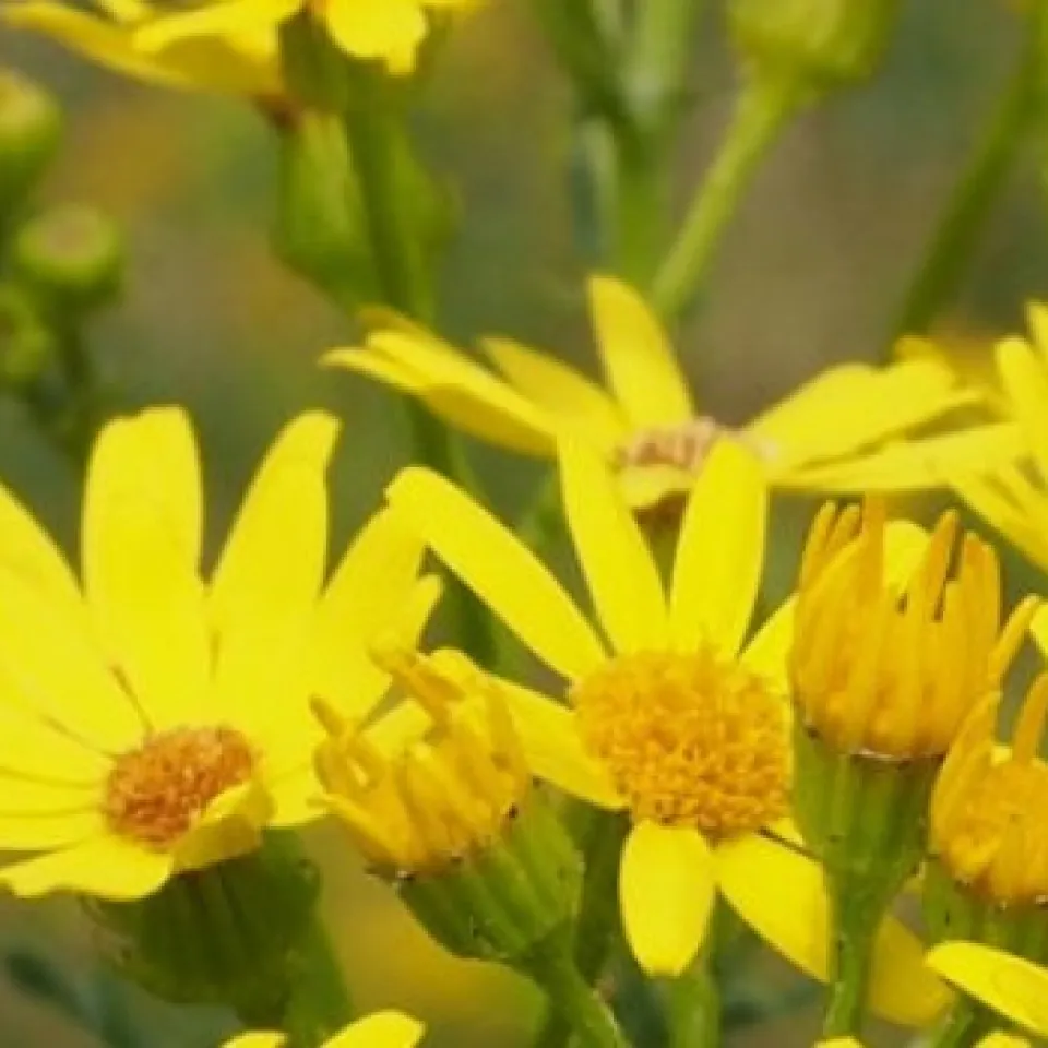Neues Informationsportal zu Jakobskreuzkraut