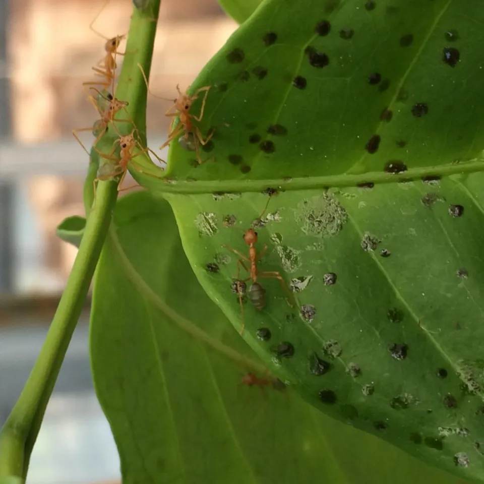 Ameisen als Düngerspender für Pflanzen