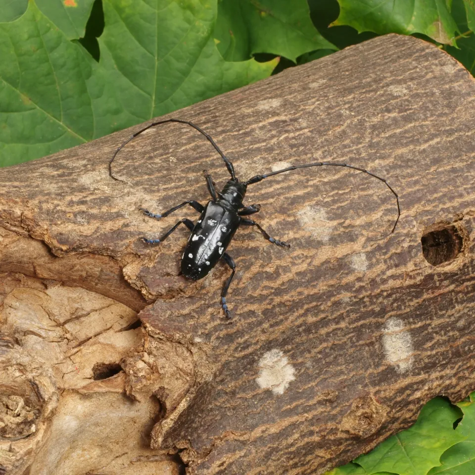 Praxishilfe Asiatischer Laubholzbockkäfer