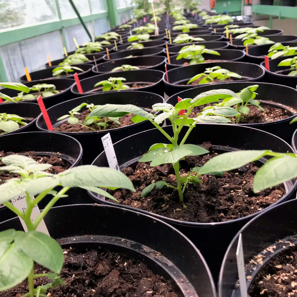 Kartoffeln, die der Wärme trotzen