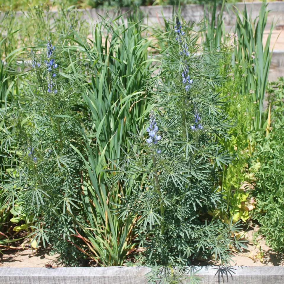 Zukünftig höhere Erträge mit Mischkulturen?