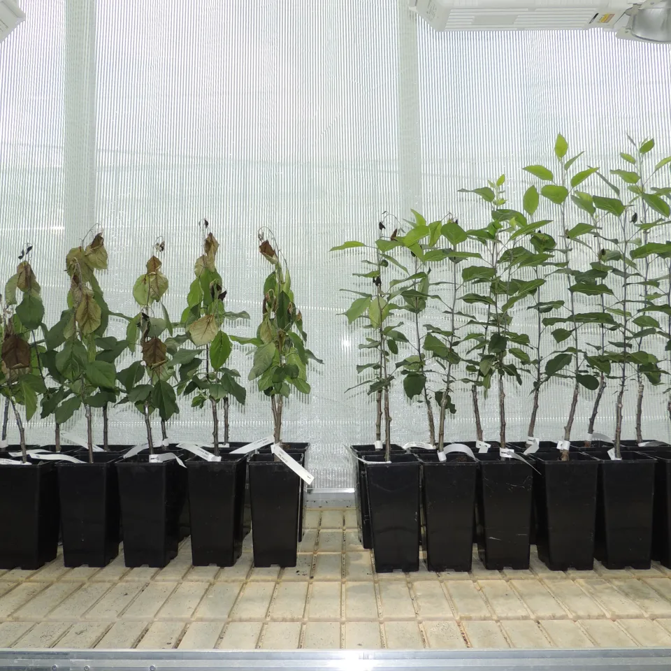 Wildapfel-Gene gegen Apfelschorf und Feuerbrand