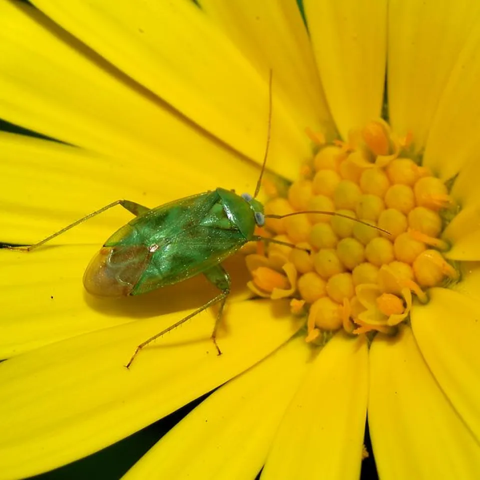 Wanzen im Garten stechen Blätter und Blüten an