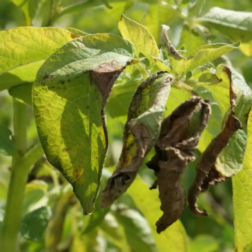 Immuntherapie für Kartoffeln