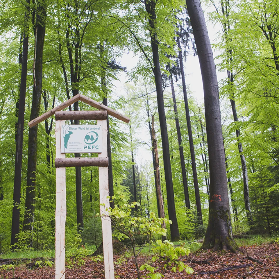 Tag des Waldes am 21. März