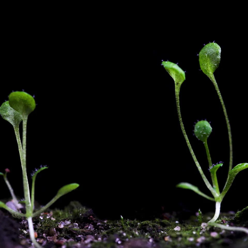 Pakt nach Bedarf: Ackerschmalwand geht bei Phosphatmangel Verbindung mit Pilz ein