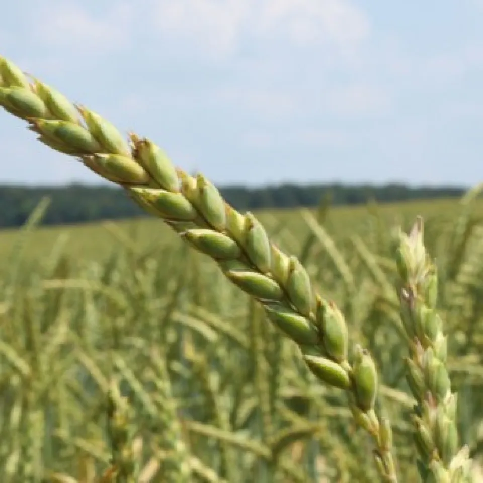 Dinkel für Seelen und Bier
