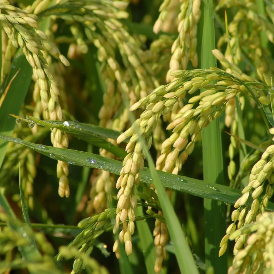 Reis: Das Getreide mit dem Schnorchel